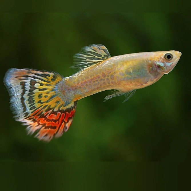 Guppy male pineapple mosaic