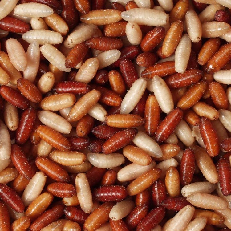 Casters in zakje 200 ml.