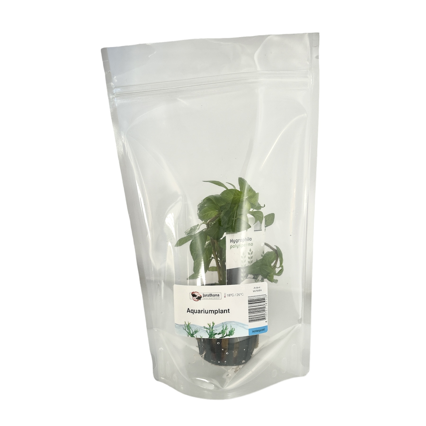 Hygrophila polysperma in stazak