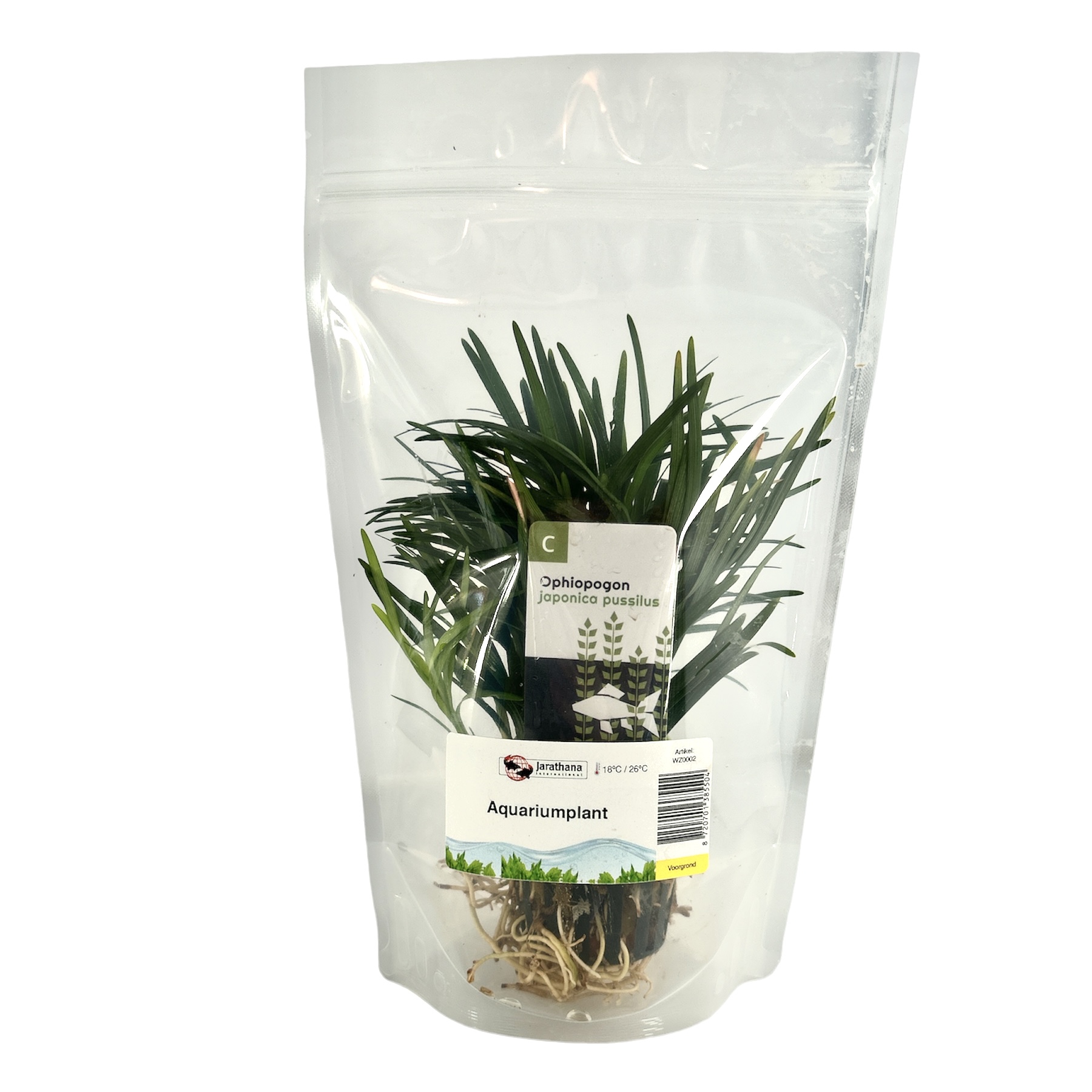 Ophiopogon japonica in stazak