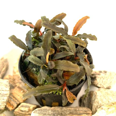 Bucephalandra caterina in pot