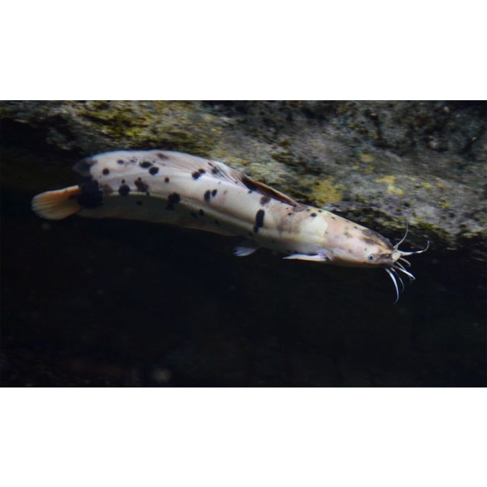 Clarias batrachus 7 cm.