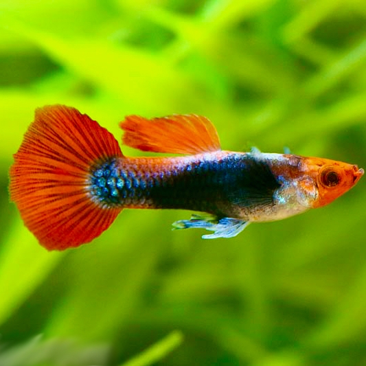 Poecilia ret.   Guppy tuxedo red koi M