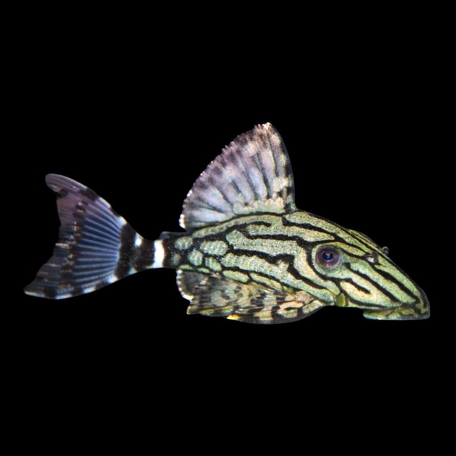 Pleco royal broken line   L-191