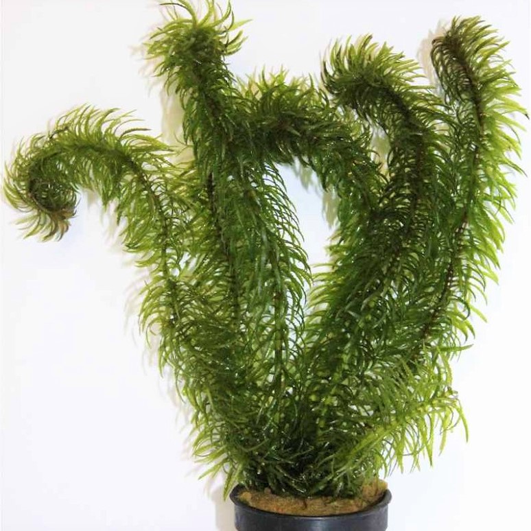 Najas major in pot