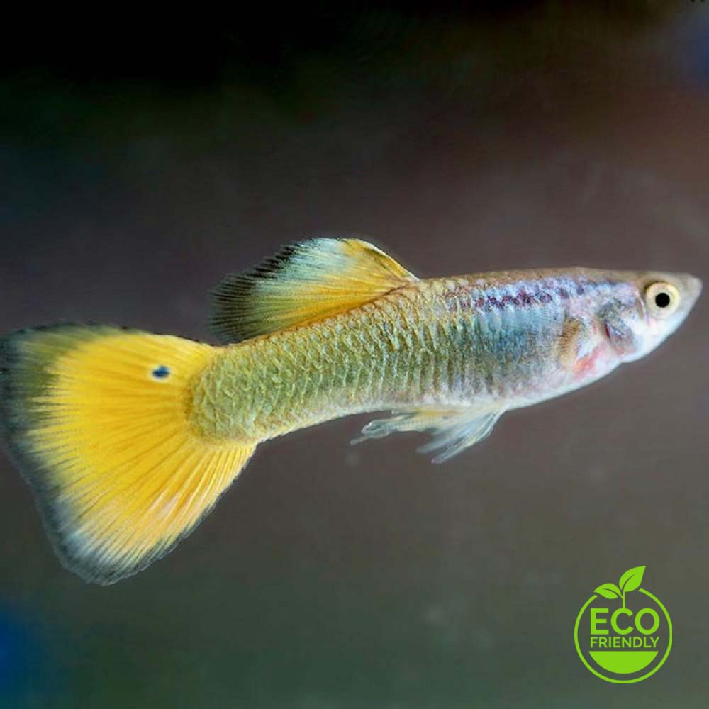 Guppy German yellow pairs M ECO