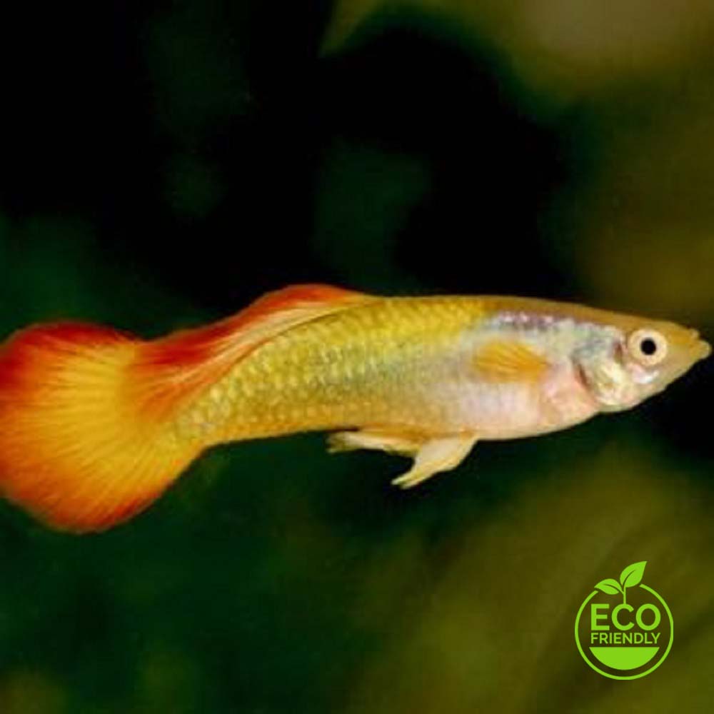 Guppy yellow sunshine pairs ECO