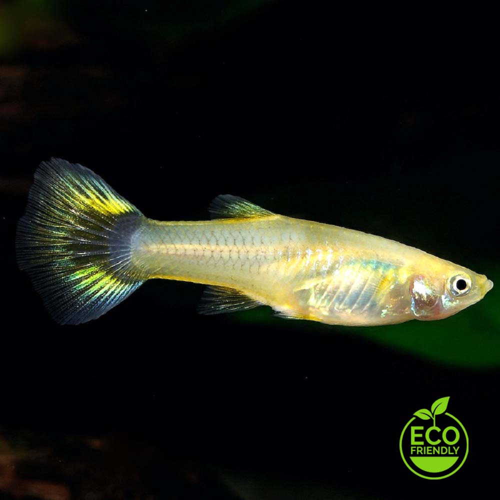 Poecilia ret.   Guppy vrouw mix M ECO