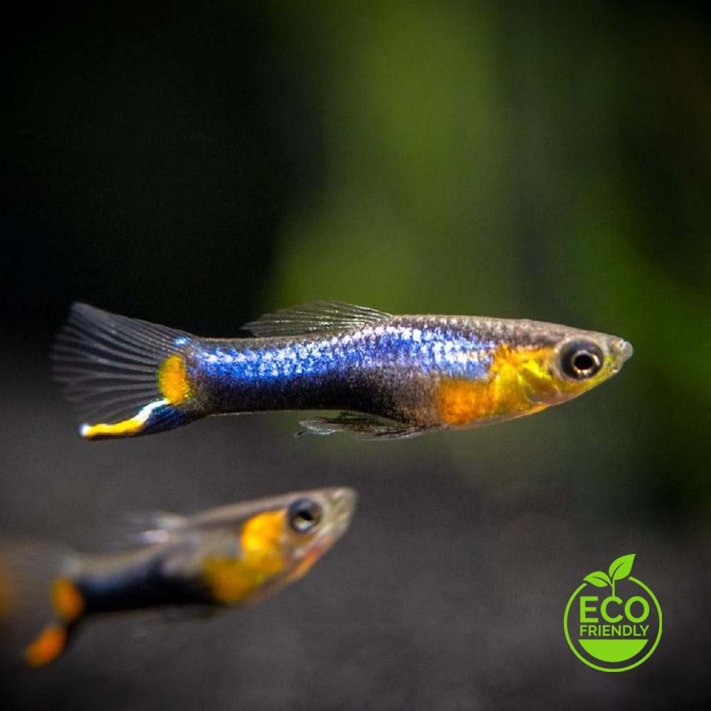 Poecilia ret.   Endler blue star pairs M