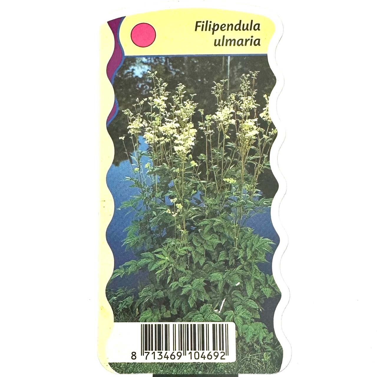 Filipendula ulmaria-Moerasspiraea