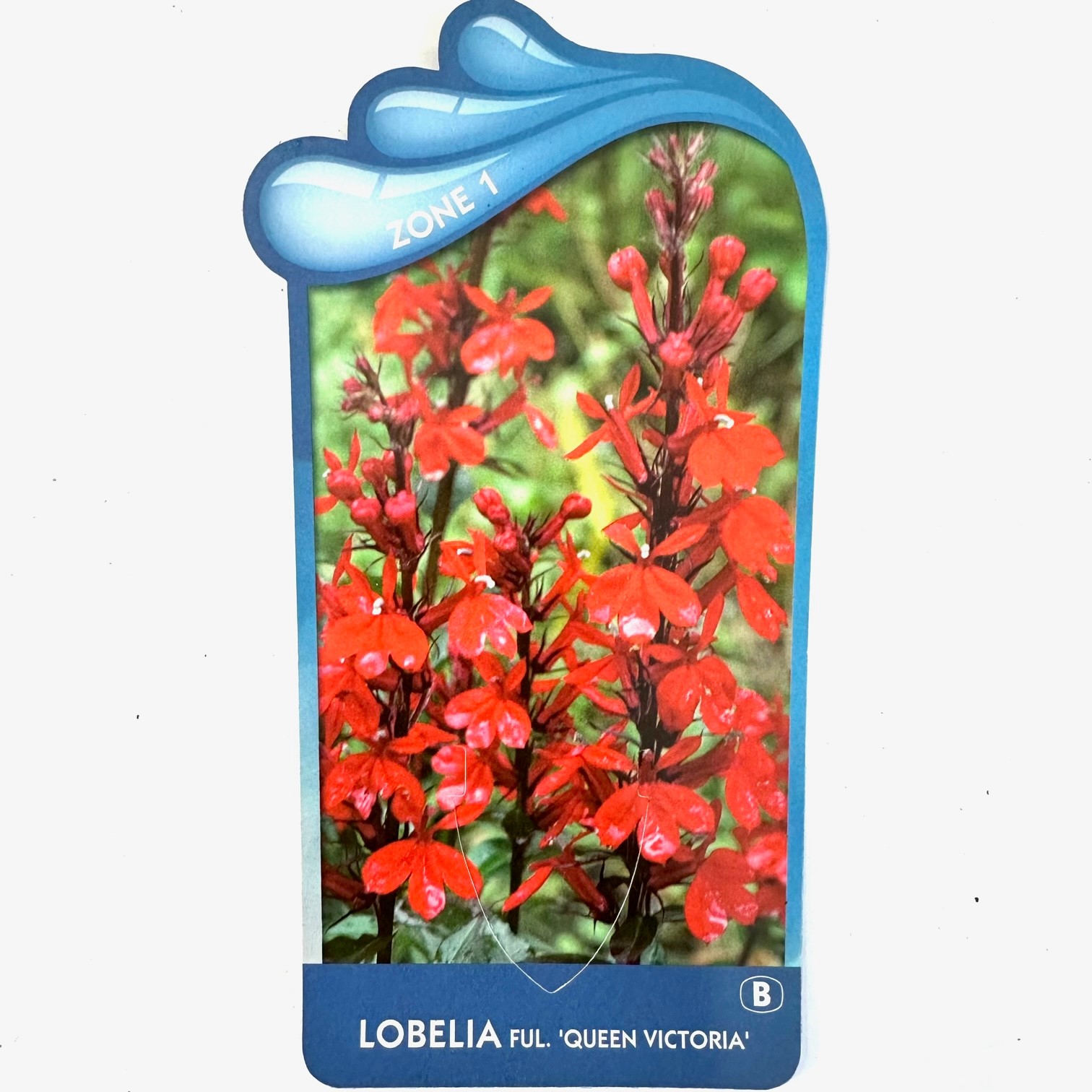 Lobelia ful.'Queen Victoria'