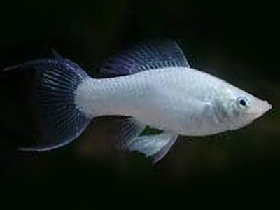 P.sphenops   Molly platinum lierstaart M