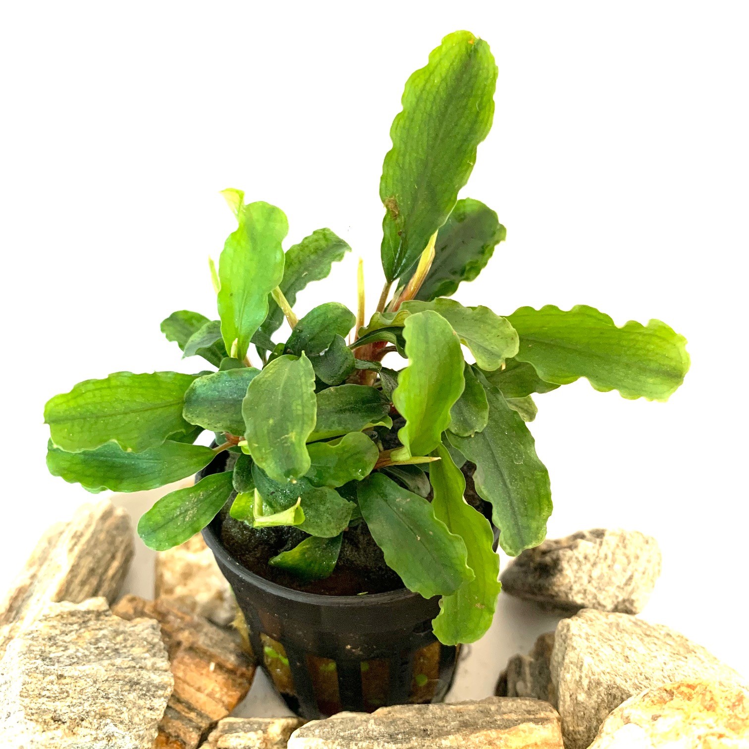 Bucephelandra sintang in pot