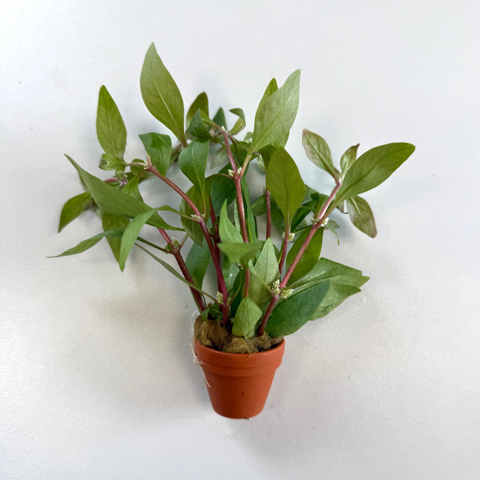 Alt.reineckii in terra cotta  pot