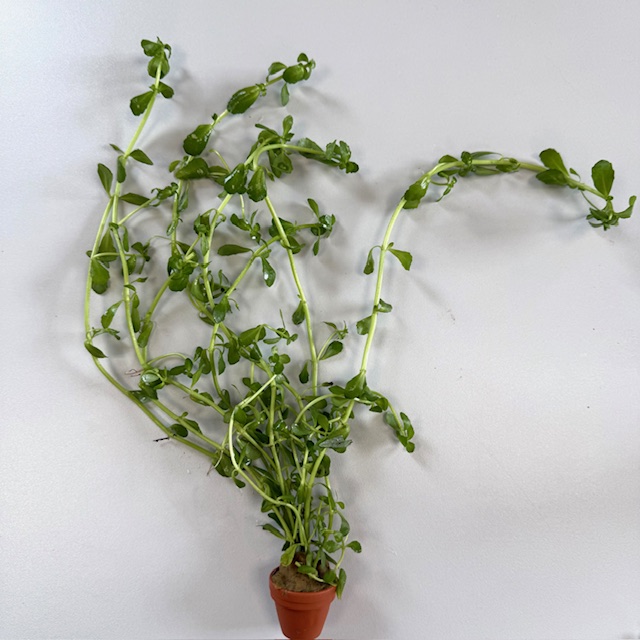 Bacopa crenata (monnieri) terra cotta