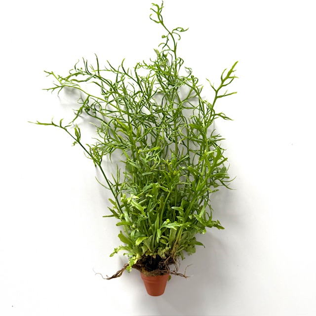 Ceratopteris cornuta terra cotta pot