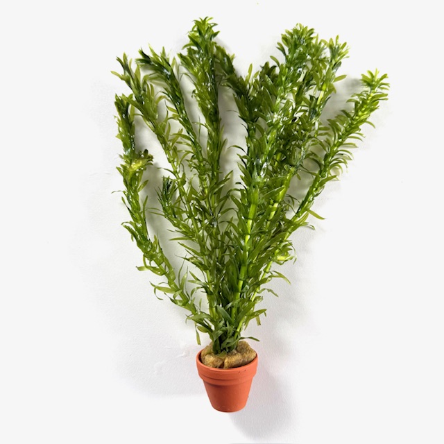Elodea densa t.cotta ( geen reclamatie)