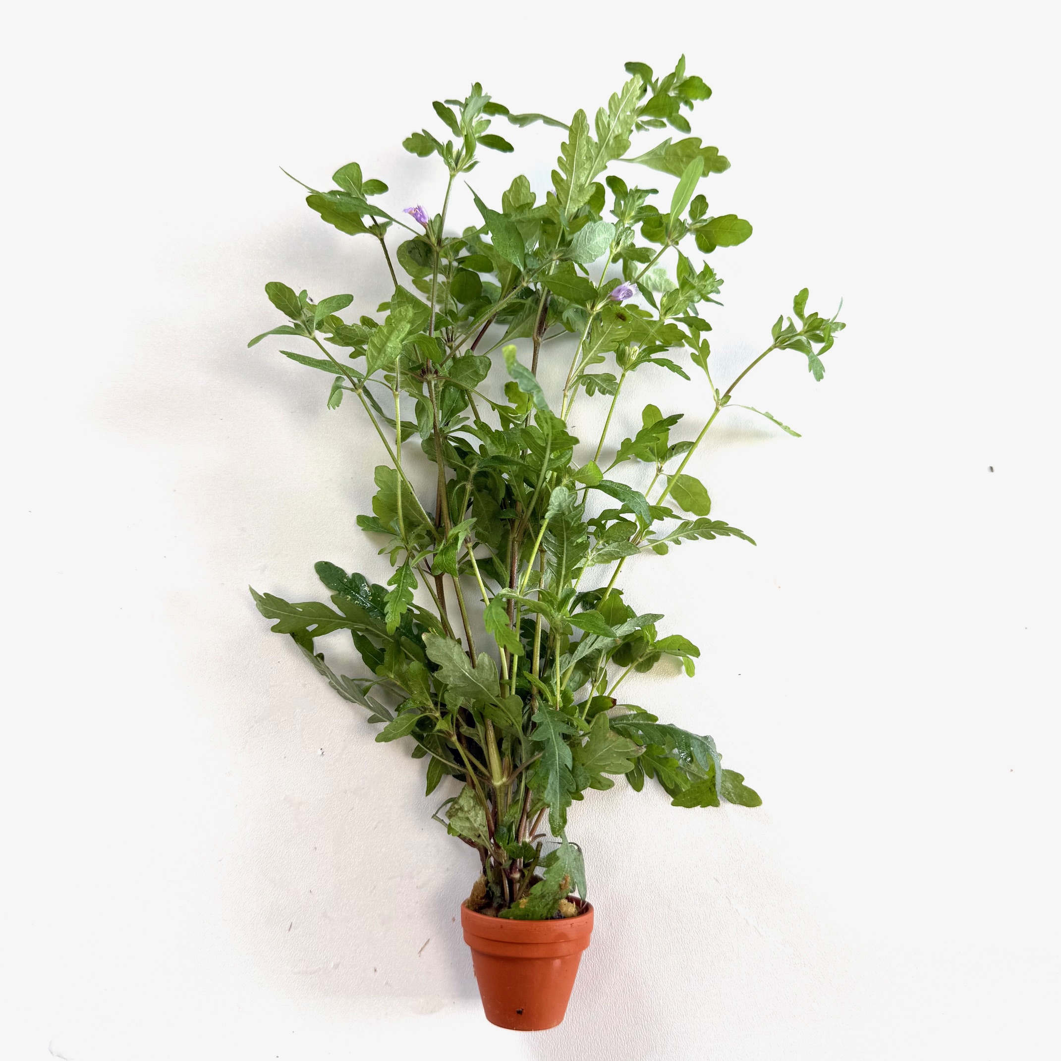 Hygrophila pinnatifida terra cotta pot