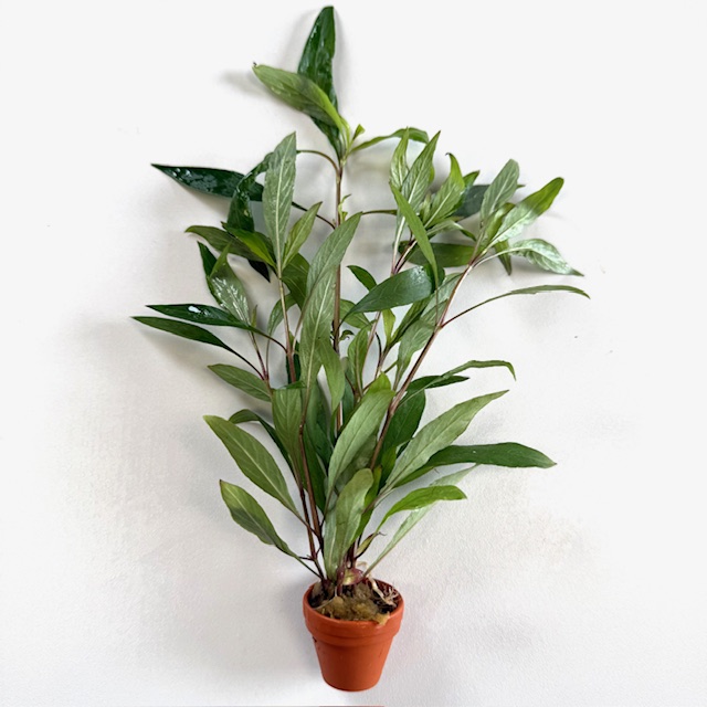 Hygrophila salicifolia terra cotta pot