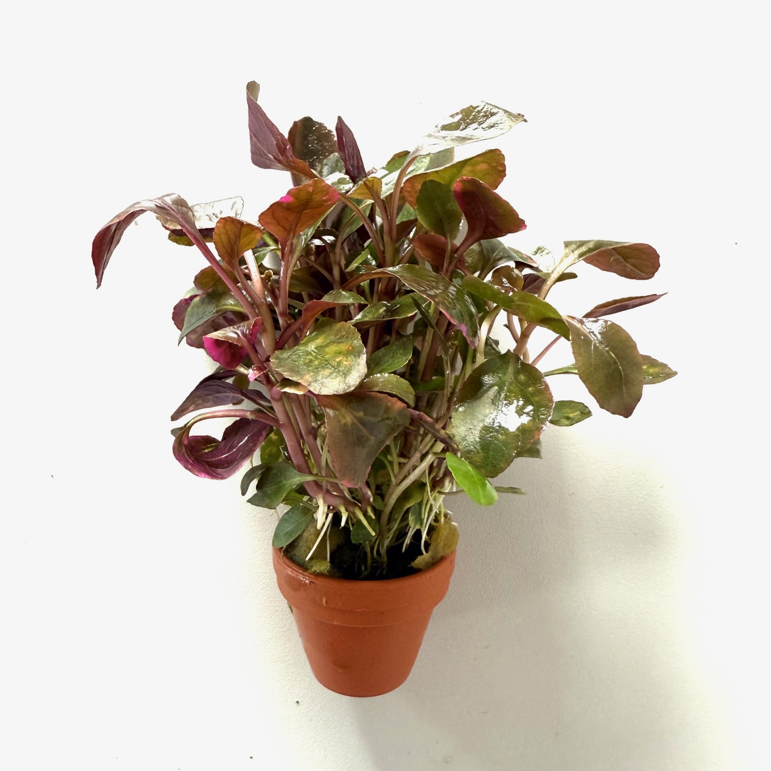 Lobelia cardinalis in terra cotta  pot