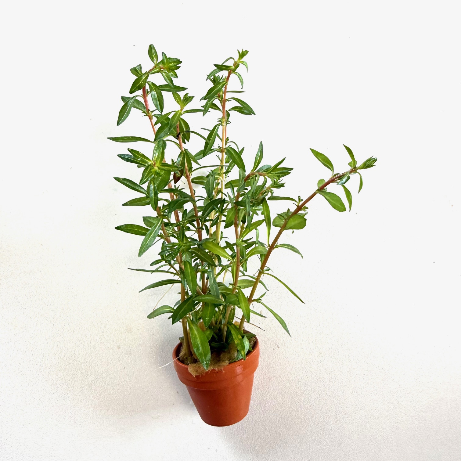 Ludwigia arcuata in terra cotta pot