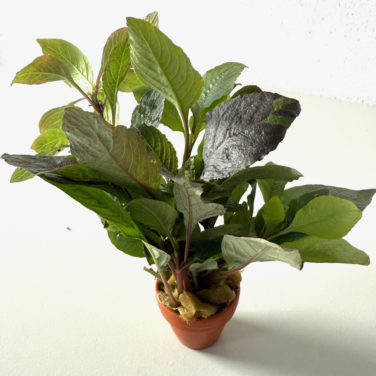 Hygrophila corymbosa in terra cotta pot