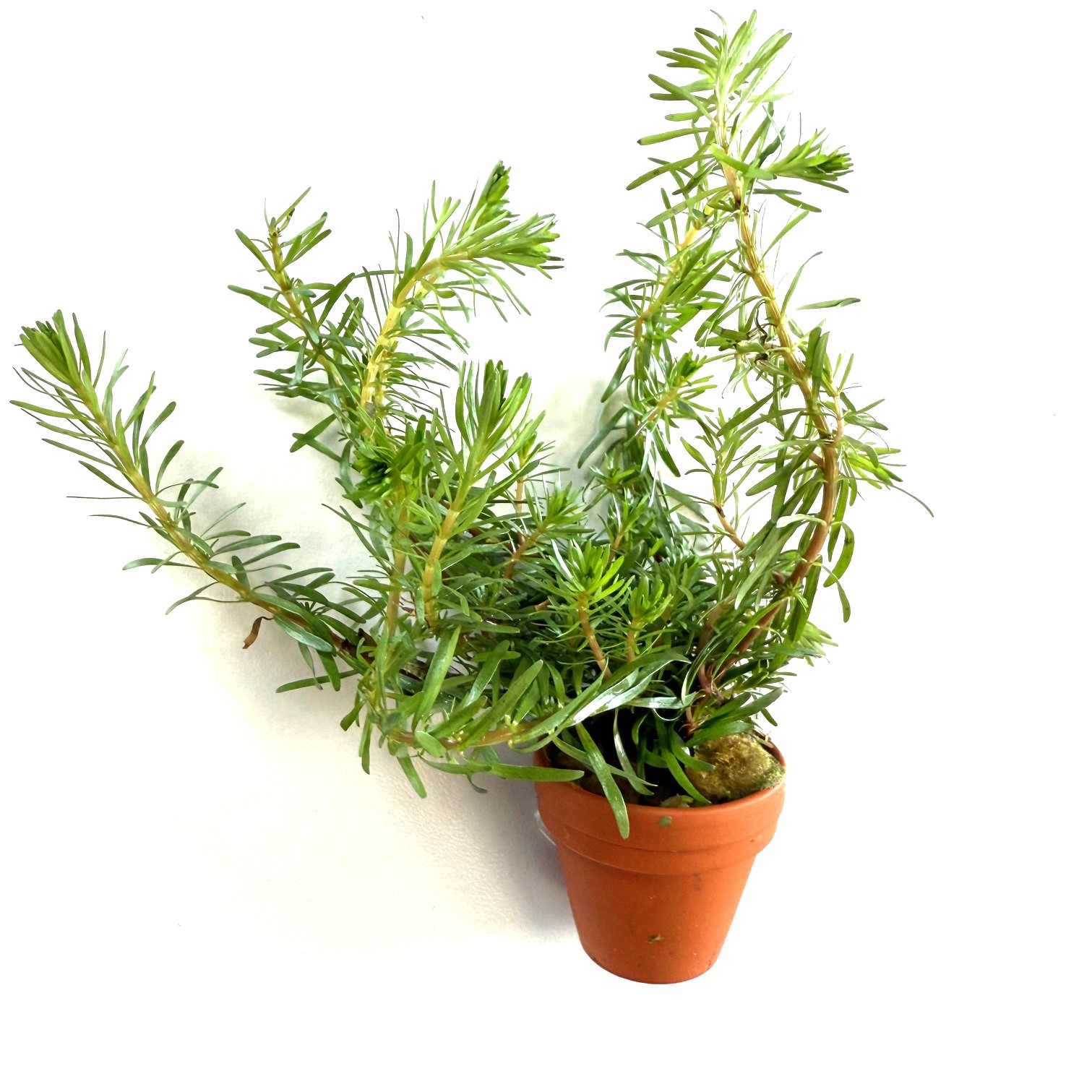 Rotala wallichii in terra cotta pot