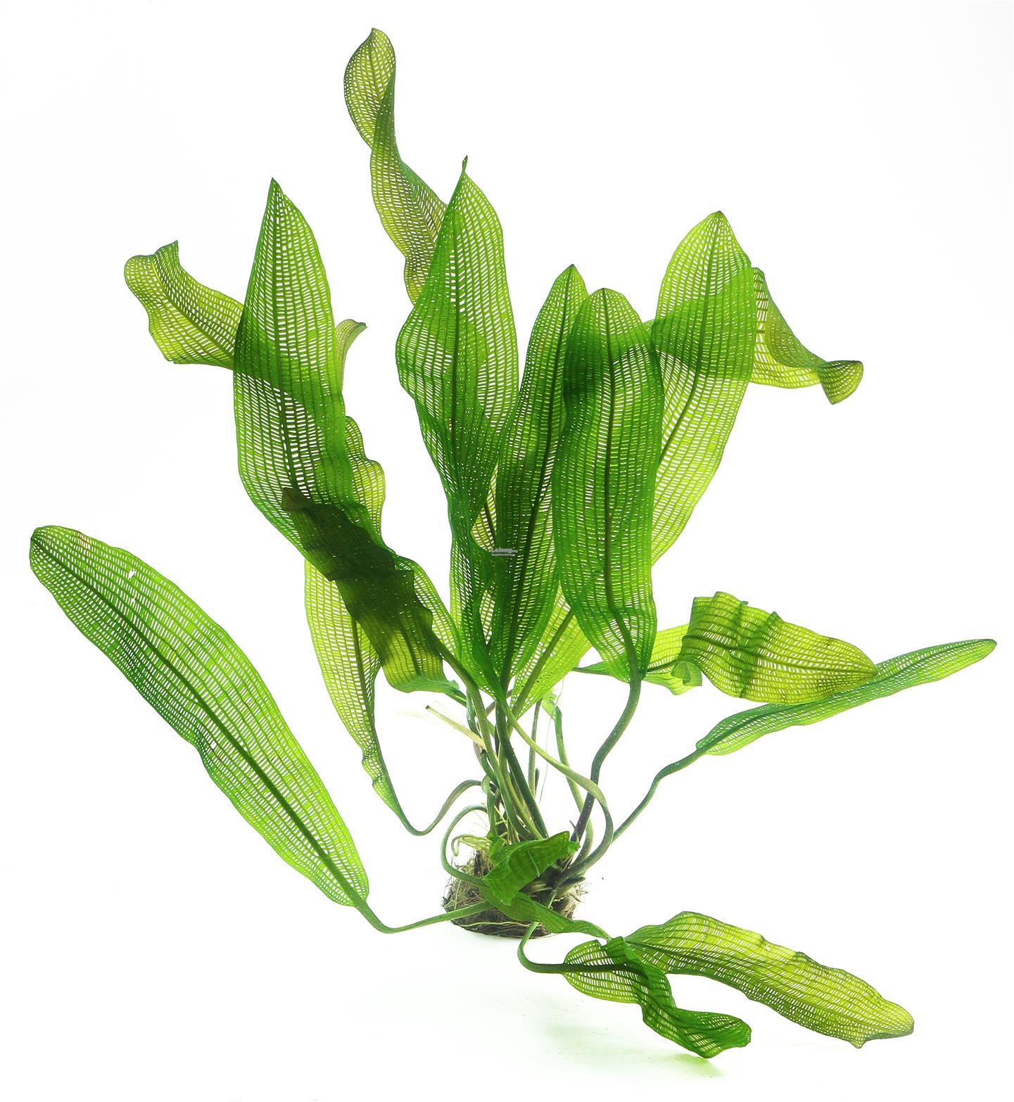 Aponogeton madagascariensis knol