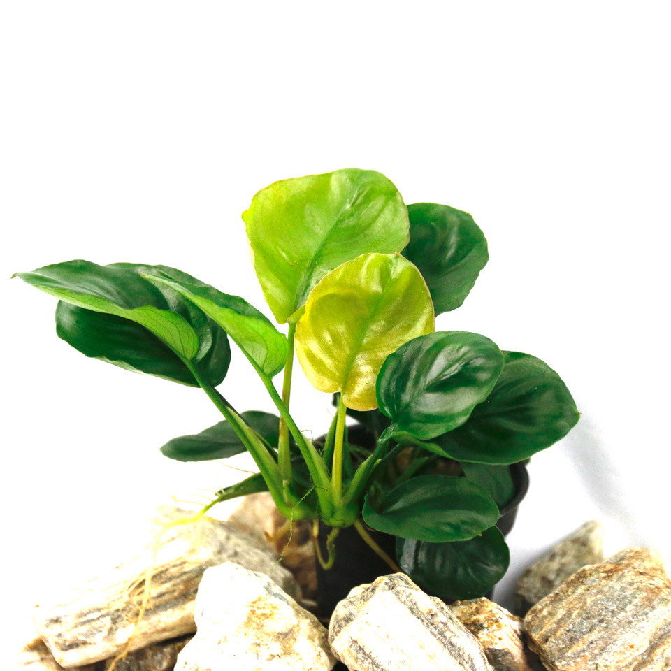 Anubias golden coin
