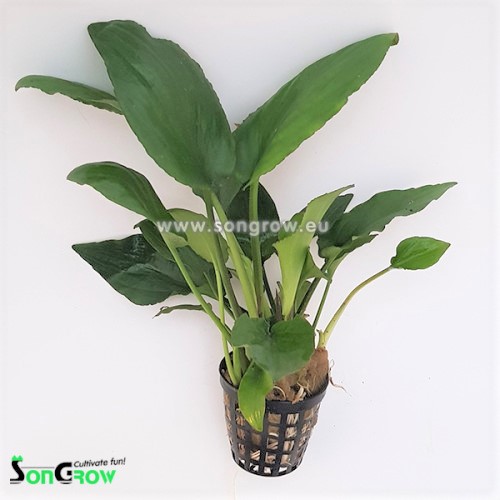 Lagenandra sp.green in pot #