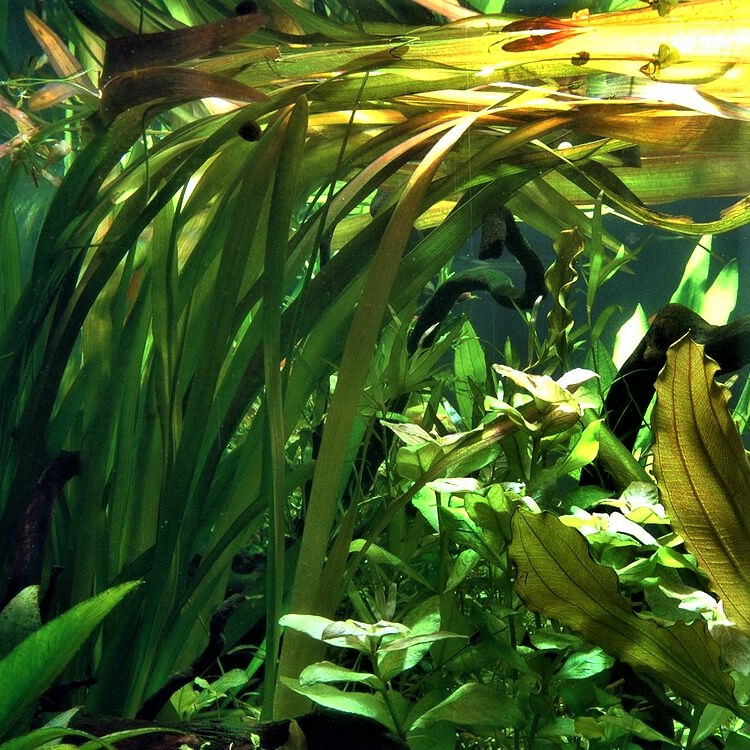 Vallisneria giganthea rubra in pot