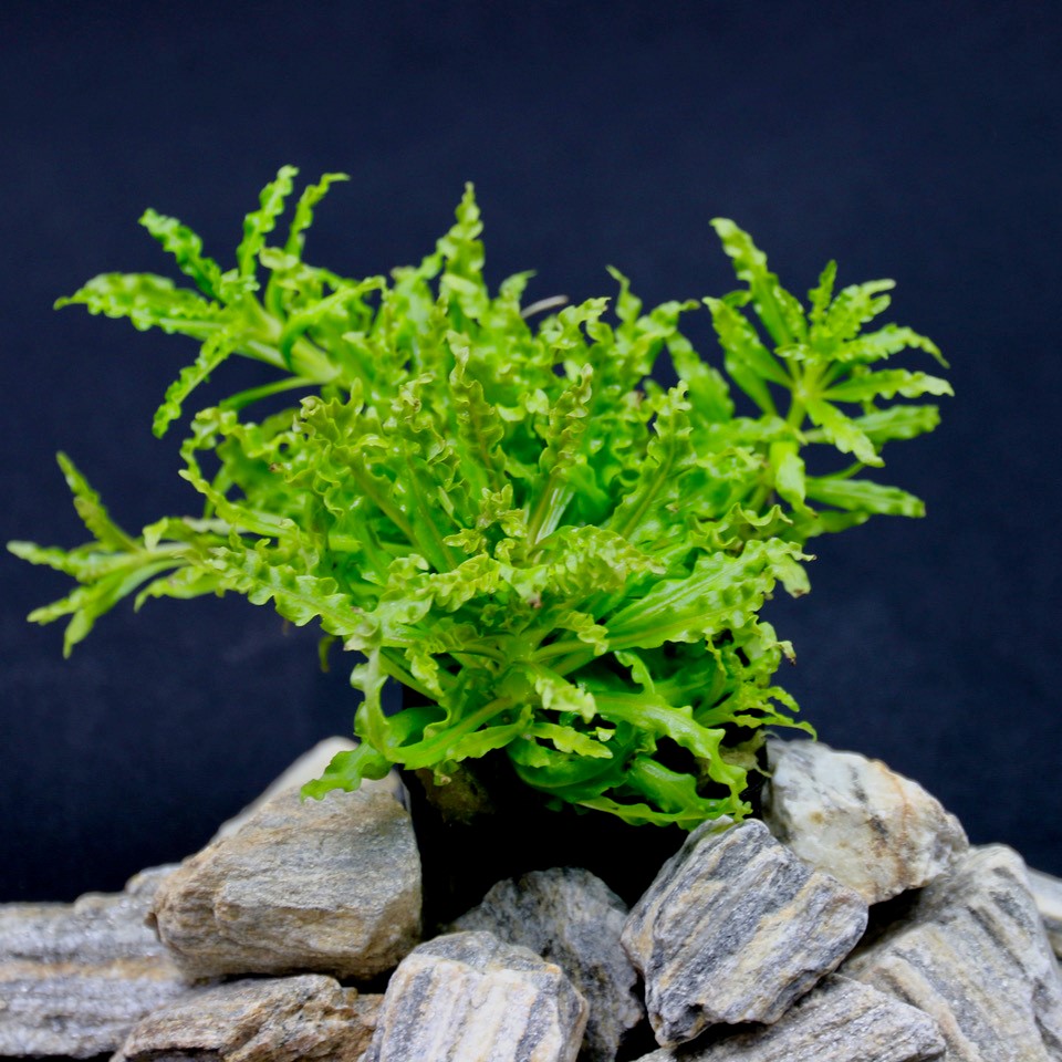 Pogostemon helferi in pot