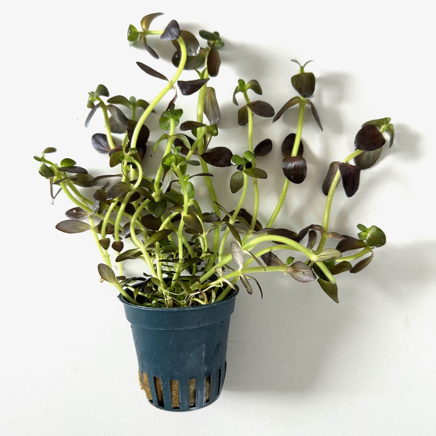 Bacopa salzmannii purple in pot