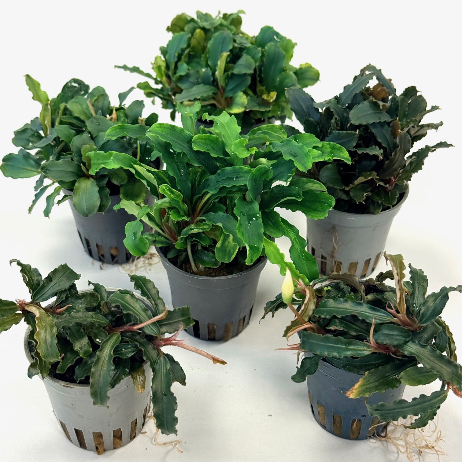 Bucephelandra mix in pot