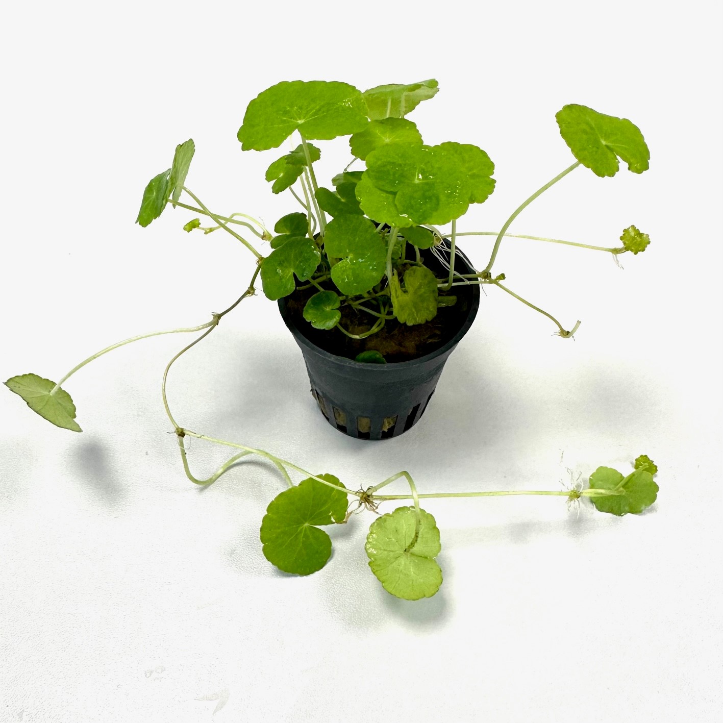 Hydrocotyle leucocephala in pot