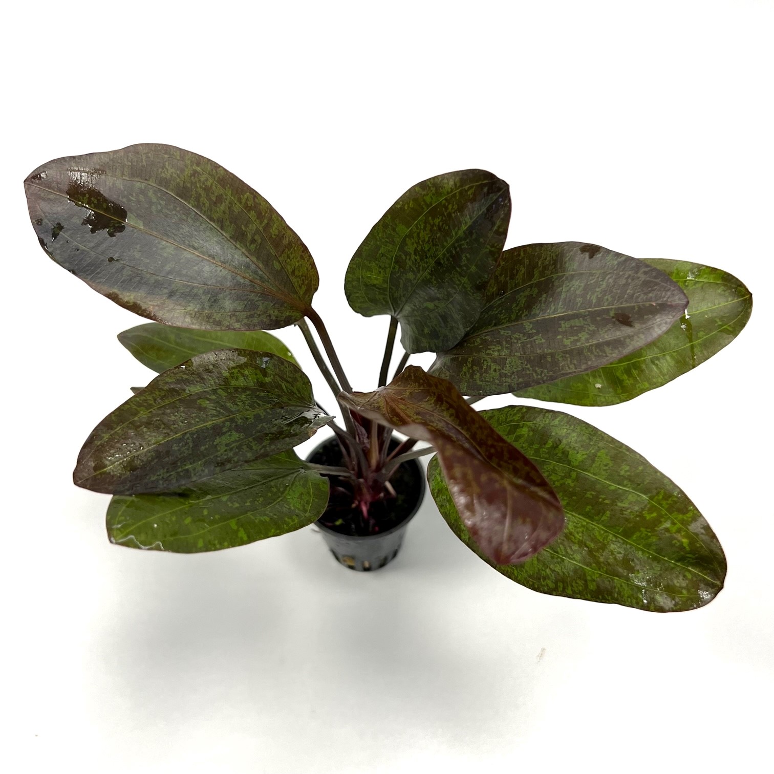 Echinodorus red flame in pot