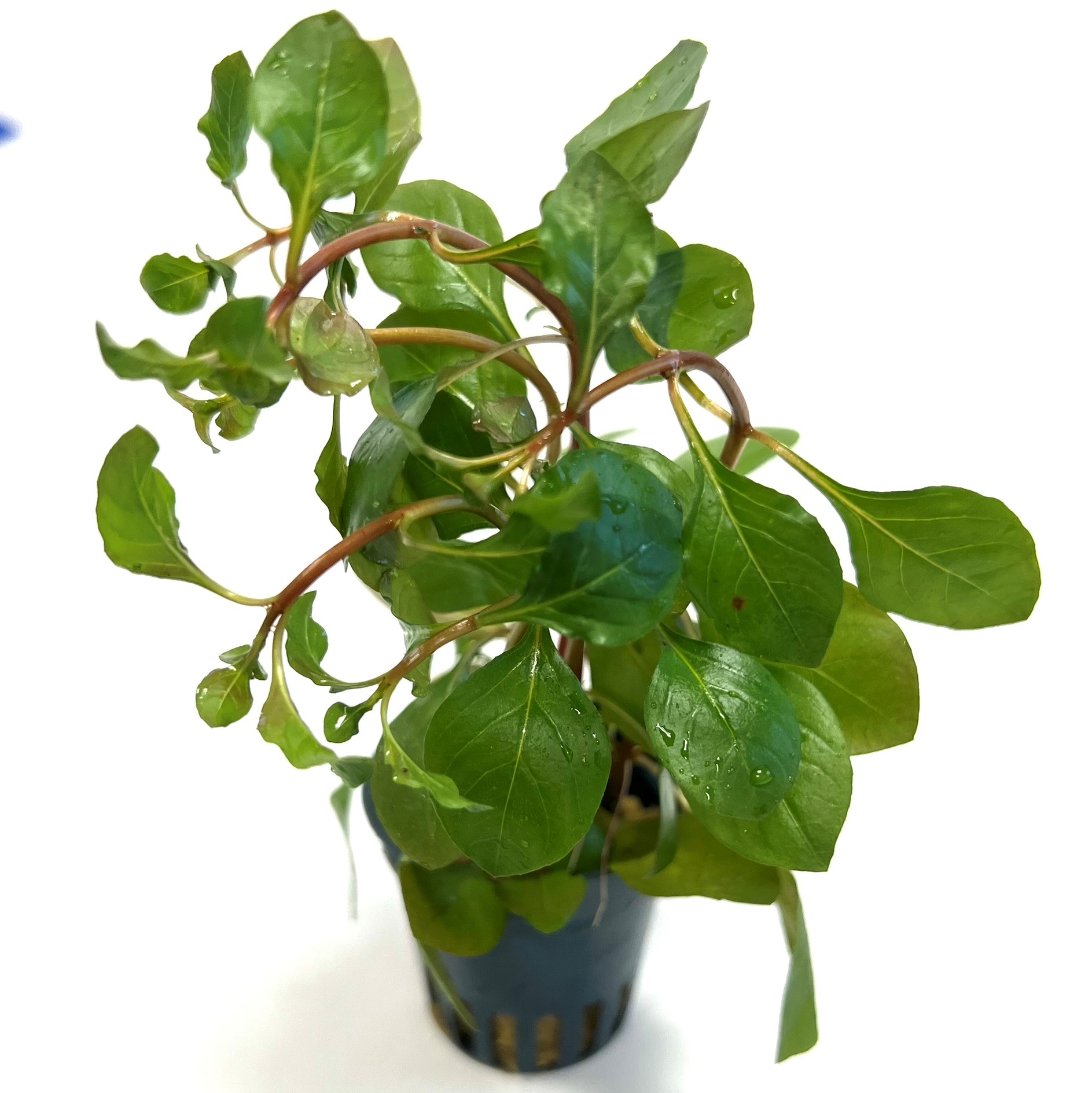 Ludwigia sp. mesacana in pot