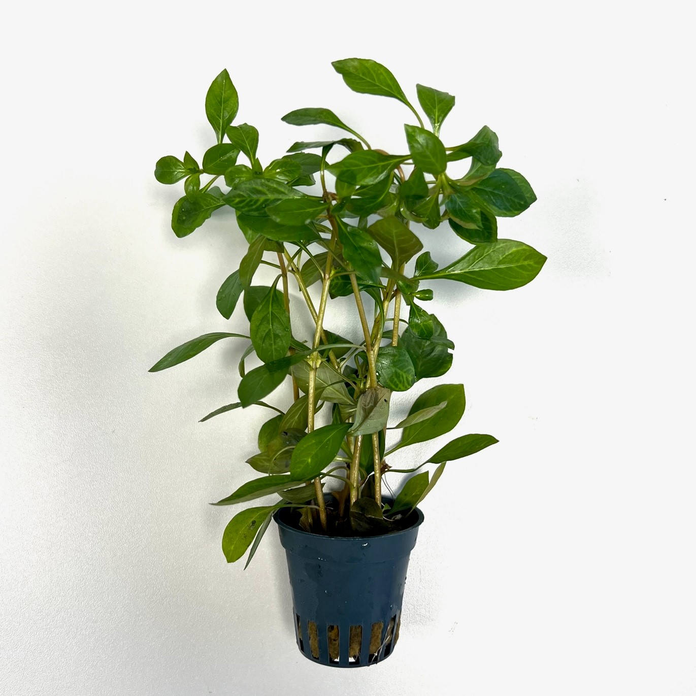 Ludwigia parigata  "dark orange" in pot