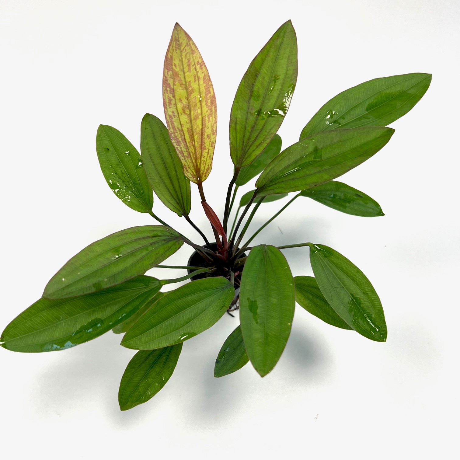 Echinodorus Regine Hildebrandt in pot