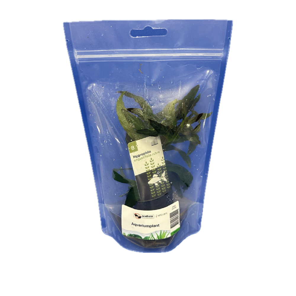 Hygrophila angustifolia rubra in stazak