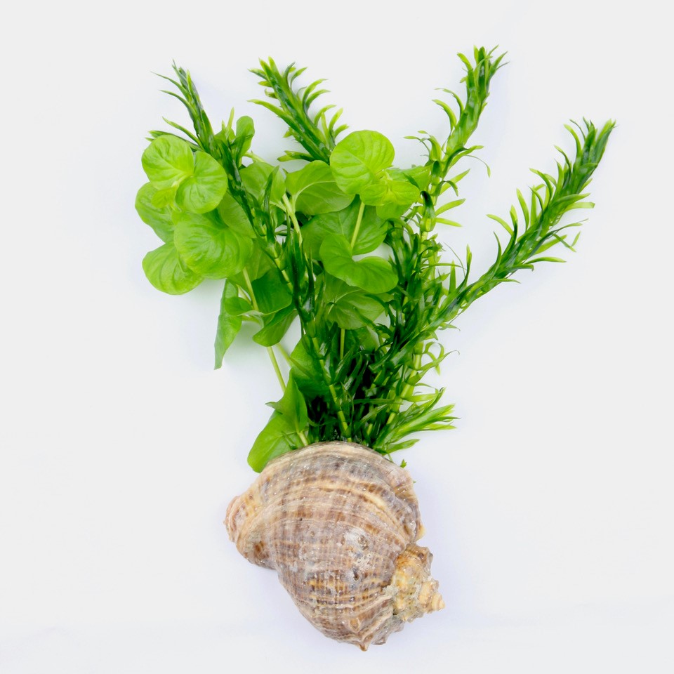 Plant in schelp