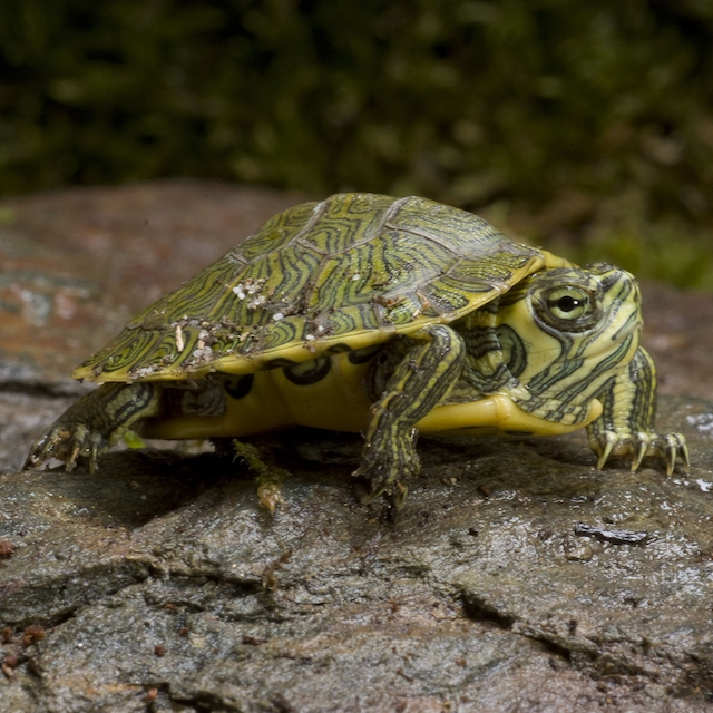 Schildpad