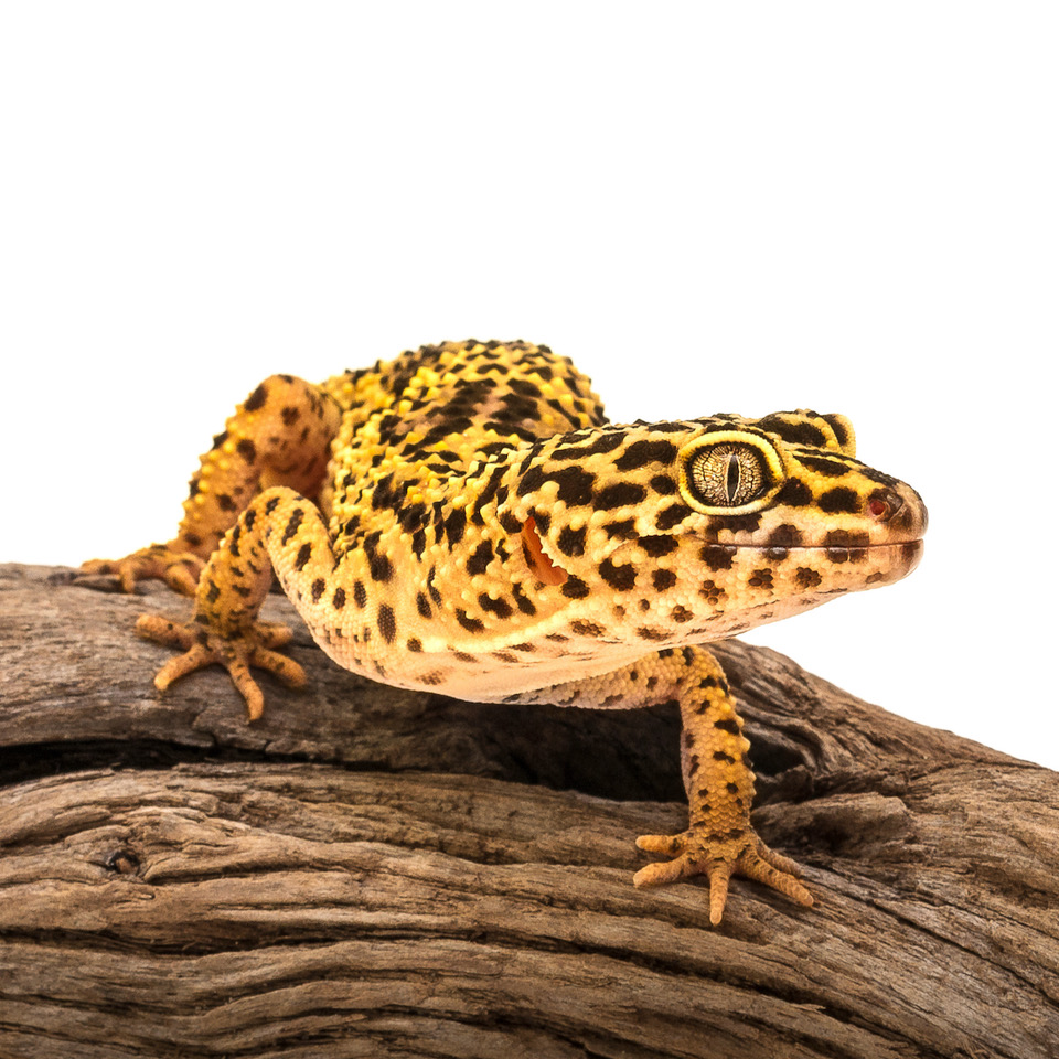 Reptielen / amfibieën