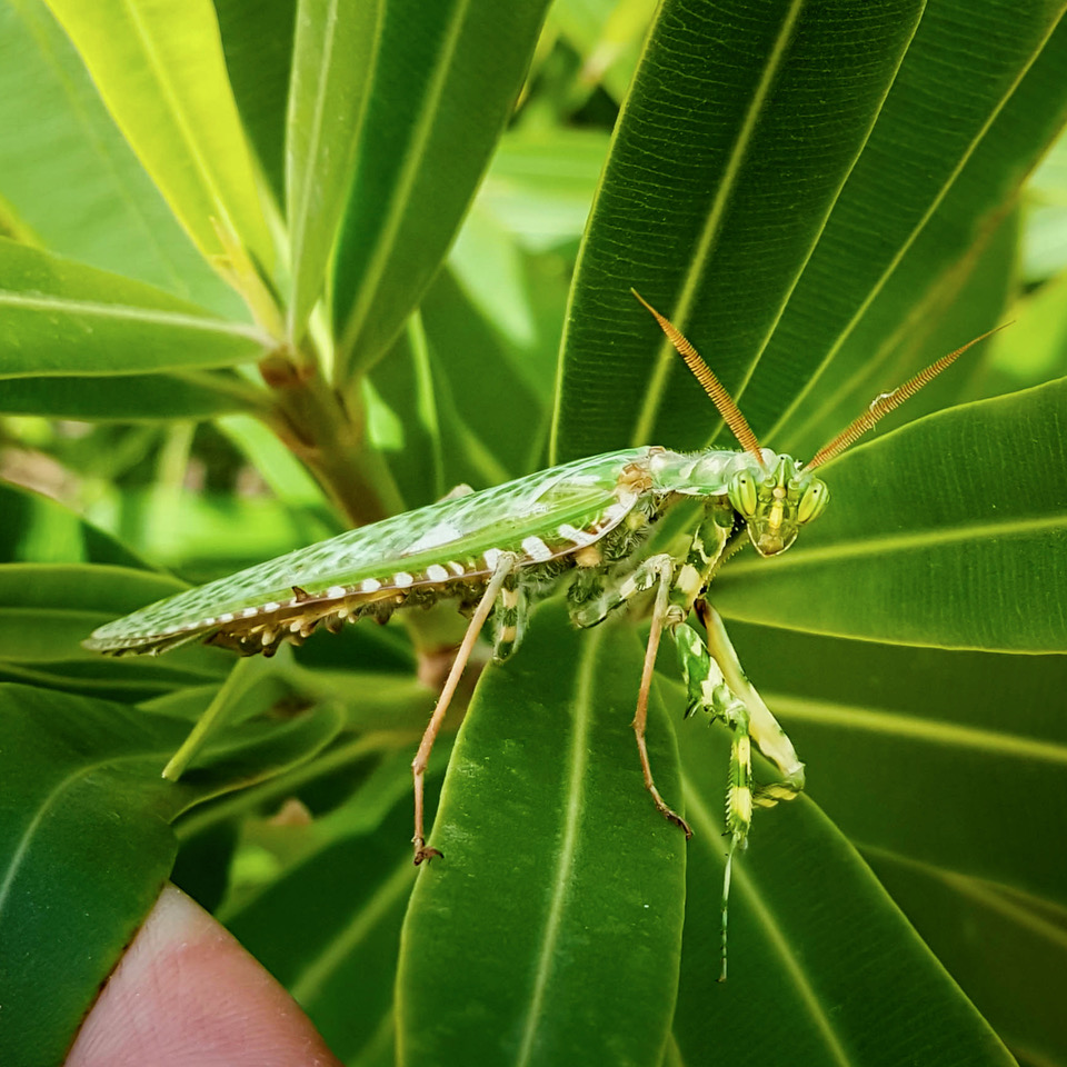 Insecten